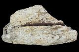 Triceratops Frill Section - Montana #100846-1